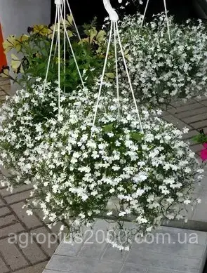 

Семена Лобелия Каскадная белая 0,05 грамма Аэлита, Белый