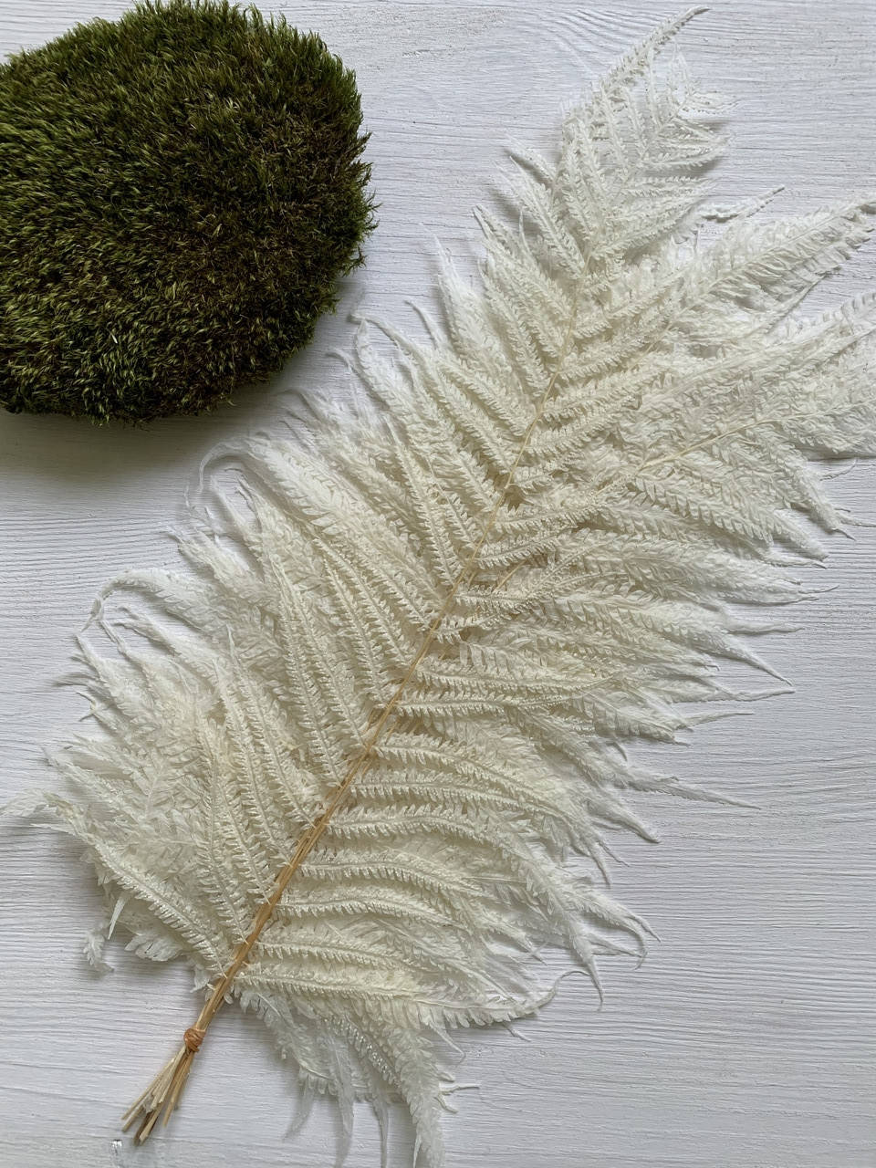 

Листья папоротника стабилизированные