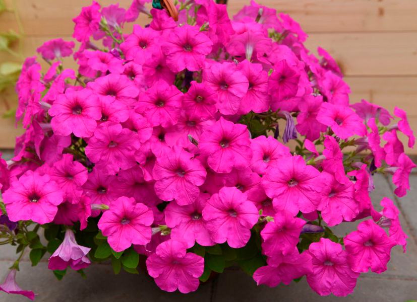 

Рассада Петуния Easy Wave F1 Neon Rose розовая d13см