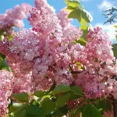 

Сирень "КАЛИФОРНИЯ РОУЗ" 2-летняя (California Rose) / Саженцы