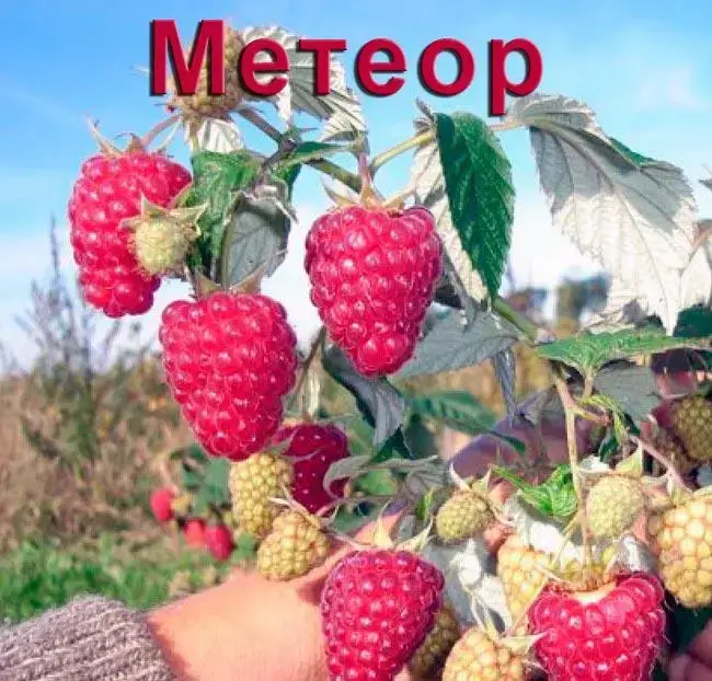 

Малина "МЕТЕОР" / Саженцы / Урожайный морозоустойчивый сорт раннего срока созревания