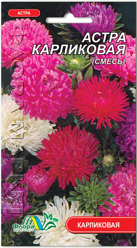 

Семена цветов Астра Карликовая смесь 0,3 г. Флора маркет, Разные цвета