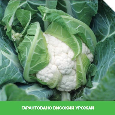

Гохан F1 10 шт семена цветной капусты Syngenta Голландия