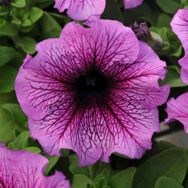 

Петуния низкорослая крупноцветковая в горшку 8см - Deddi (дедди) Orchid (орхид)