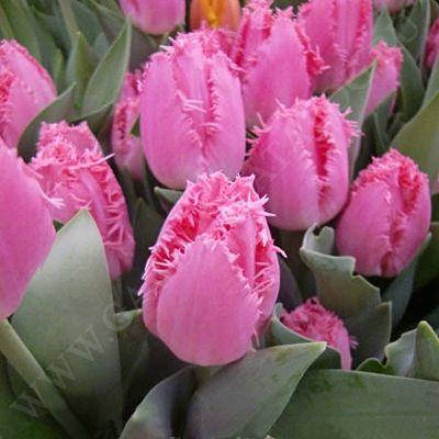 

ТЮЛЬПАН GOOGLE 2 шт.