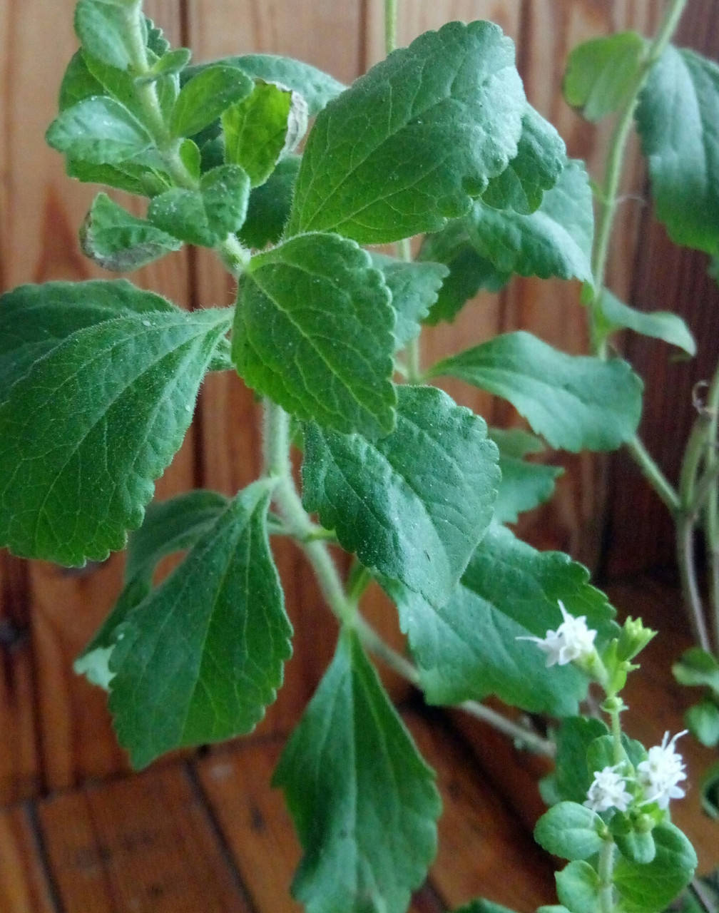 

Стевия " Медовая трава" 5-7 см