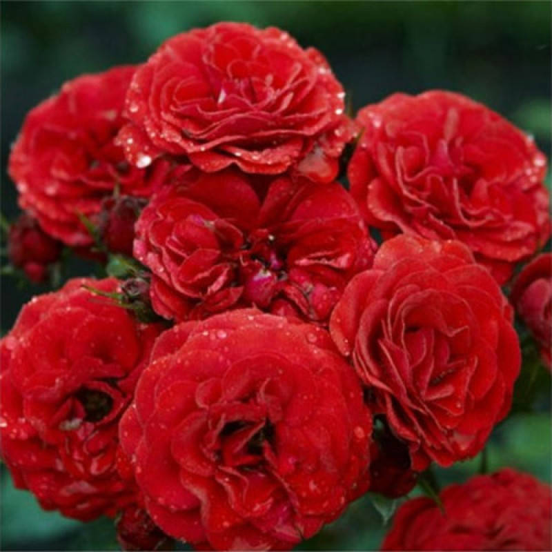 

Кордула (Cordula)