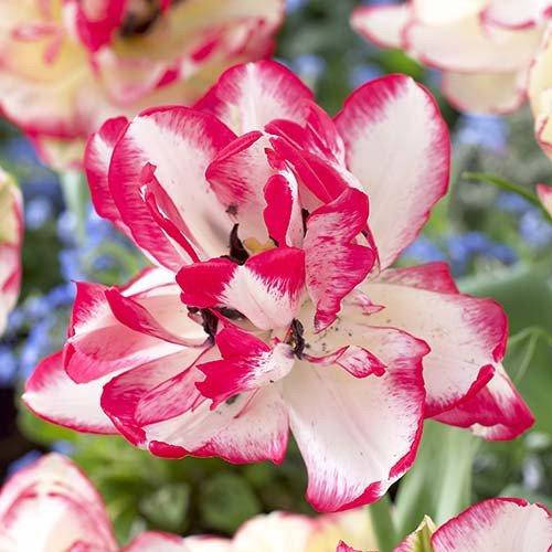 

Тюльпан Cartouche (луковицы) 3 шт