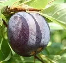 

Саджанці аличі (диплоїдної сливи) Дофі Сандра