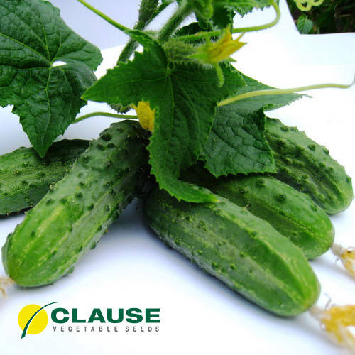 

Семена Огурец пчелоопыляемый Регал F1 поштучно 20 семян Clause