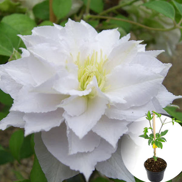 

Клематис Dancing Dorien