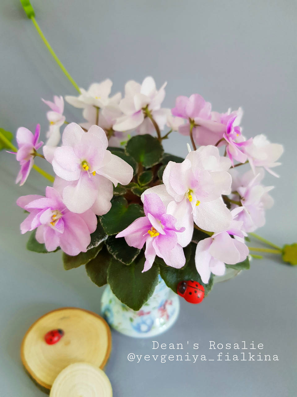 

Фиалка Dean's Rosalie вкорінений лист, Светло-розовый