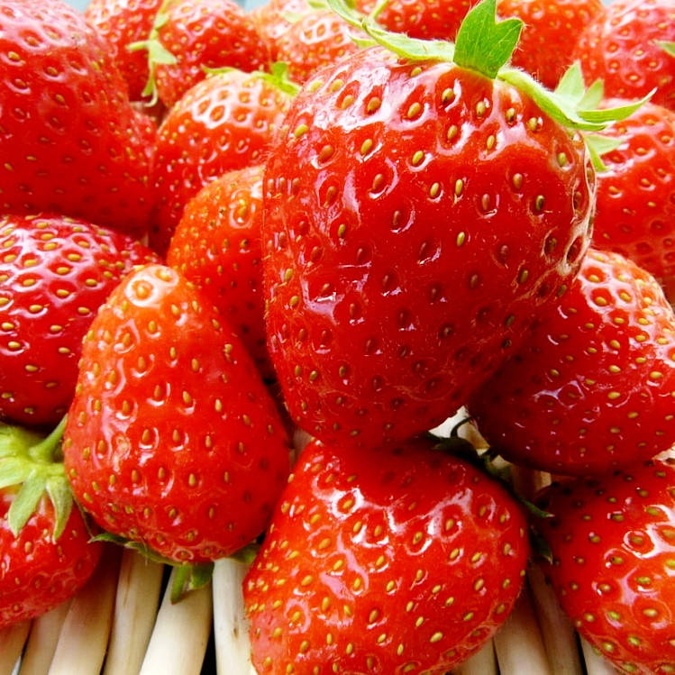 

Саженцы клубники (рассада) Маре де Буа (Mara des Bois) - ремонтантная, урожайная, сладкая