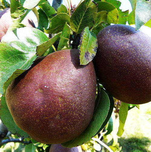 

Саженцы груши ДЕЛЬБИАС (двухлетний) осеннего срока созревания