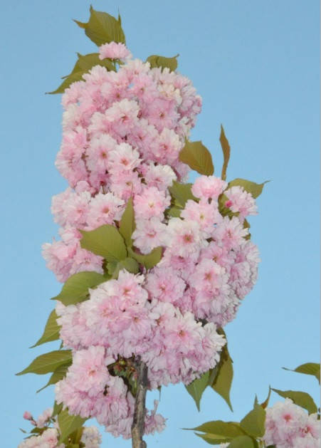 

Сакура Канзан. Вишня мелкопильчатая (Prunus serrulata) саженцы с открытой корневой и в контейнерах
