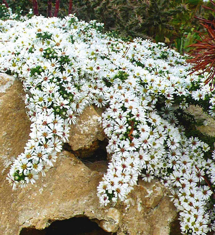 

Астра вересковая почвопокровная ( саженцы)