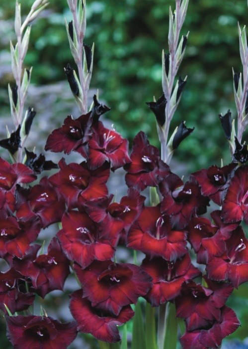 

Гладиолус бамбино Pescara (2 цветоноса) 3 шт./уп.