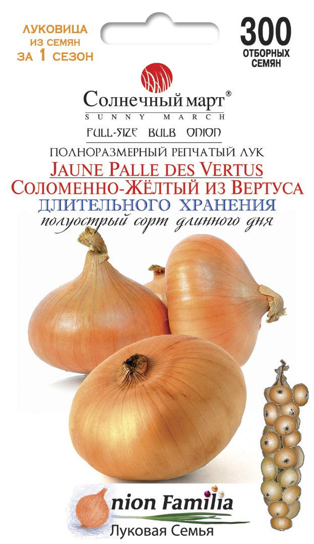 

Лук Соломенно-желтый из Вертуса, 300шт