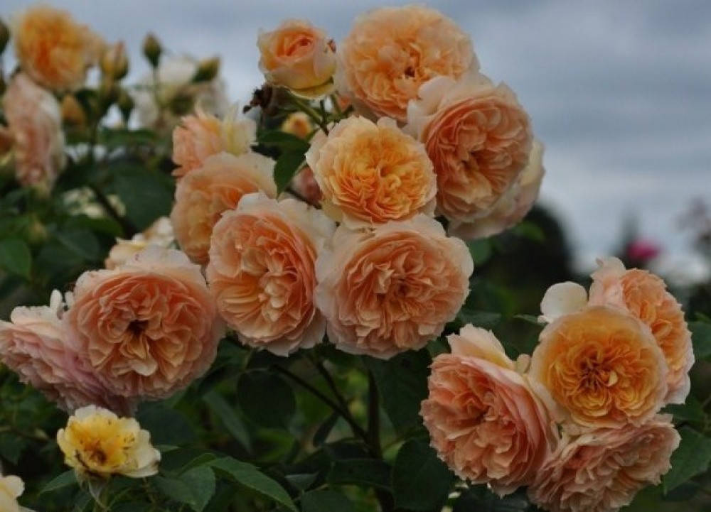 

Шраб французской розы Фроуфроутанте Джеки