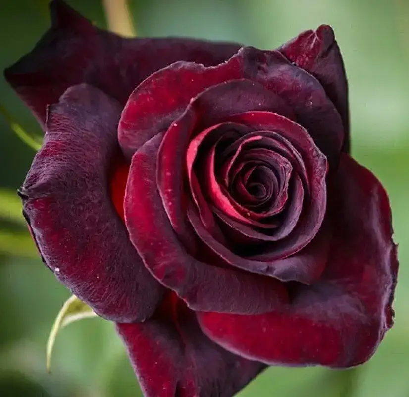 

Роза чайно-гибридная "БЛЭК БЬЮТИ" ('Black Beauty')