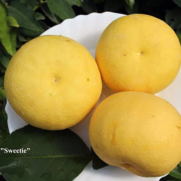 

Помело "Свити" (C. grandis "Sweetie") 25-30 см. Комнатный