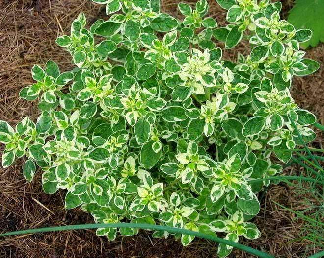 

Душица обыкновенная "Вариегата" (Origanum vulgare ''Variegata'')