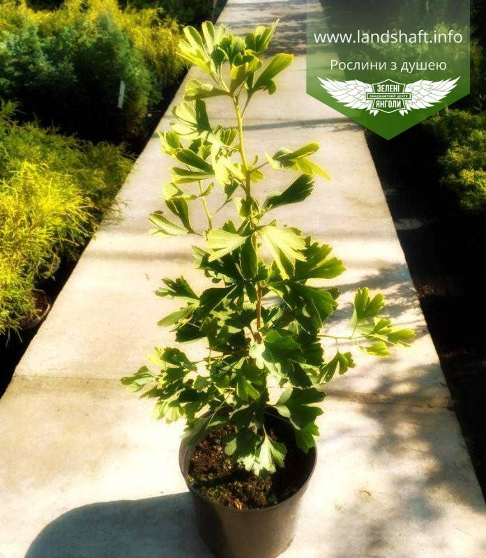 

Ginkgo biloba, Гінкго дволопатеве,C2 - горщик 2л