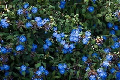 

Цератостігма гріффіта/Ceratostigma griffithii С3 /Н 30-40