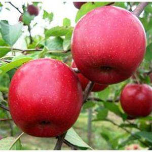 

Саженцы яблони ФУДЖИ (двухлетний) осенне зимний срок созревания