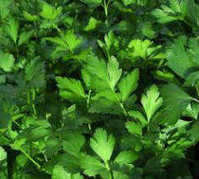 

Семена Петрушки листовой Гигант де Италия 20г