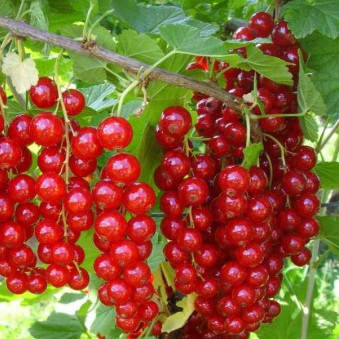 

Ролан - саженцы красной смородины 2 - летние
