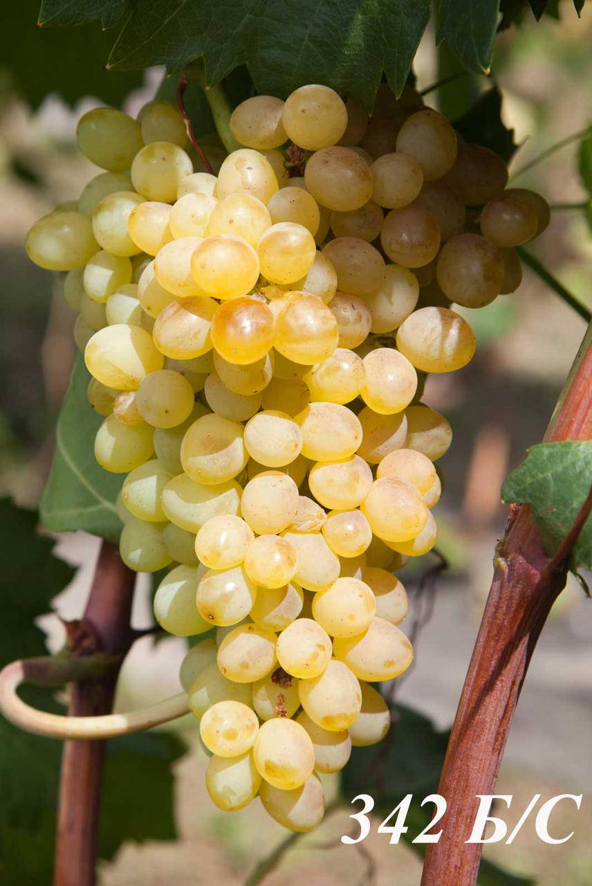 

Саженцы винограда 342 б\с