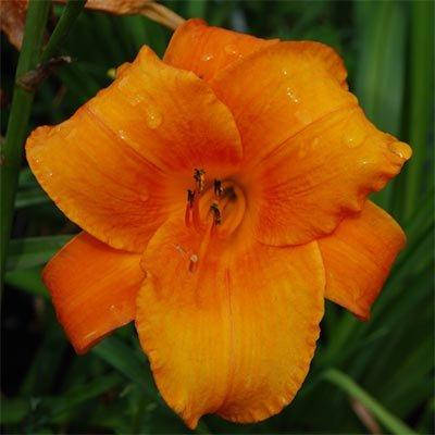 

Лилейник Mauna Loa (саженцы)