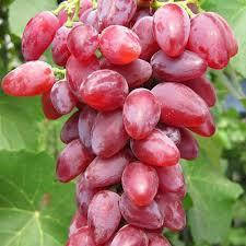 

Дубовский розовый - саженцы винограда