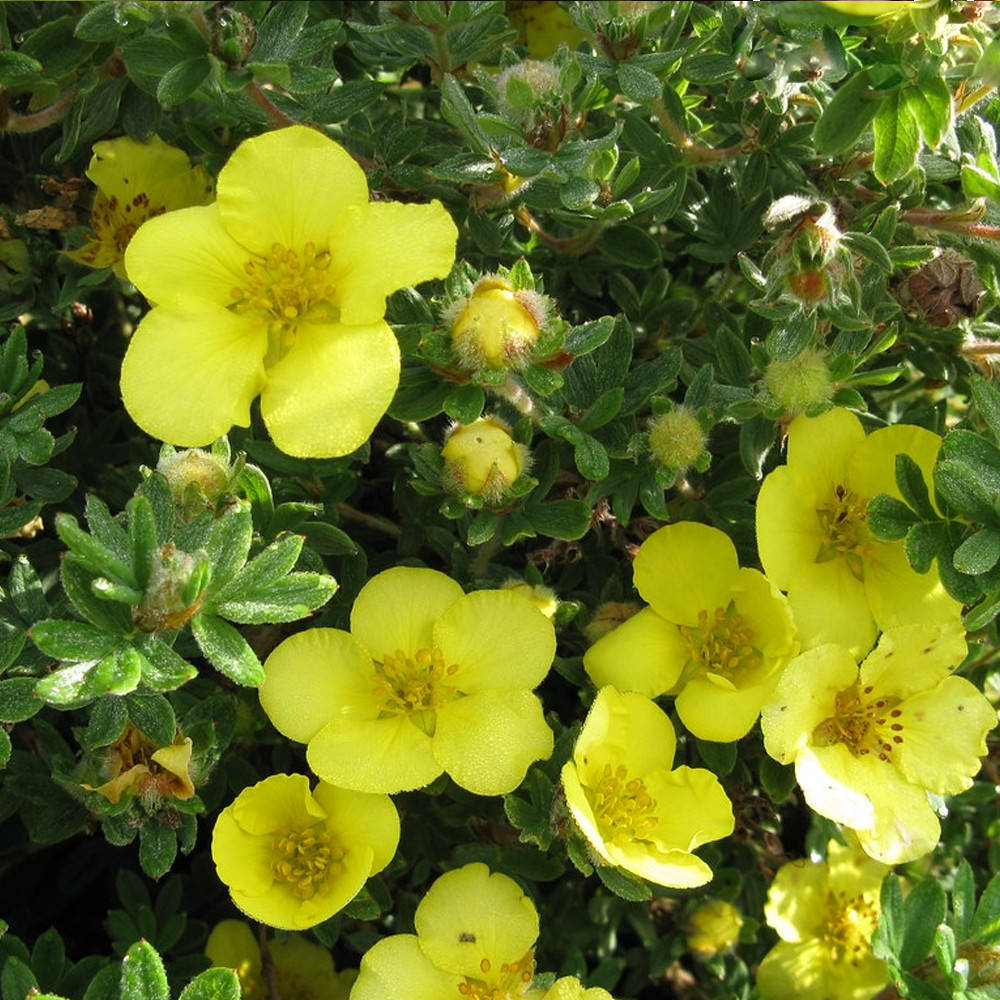 

Саженец Лапчатка Satters Gold Potentilla 0,5 л