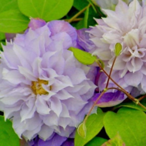 

Клематис Veronika Choice (Вероника Чойс)