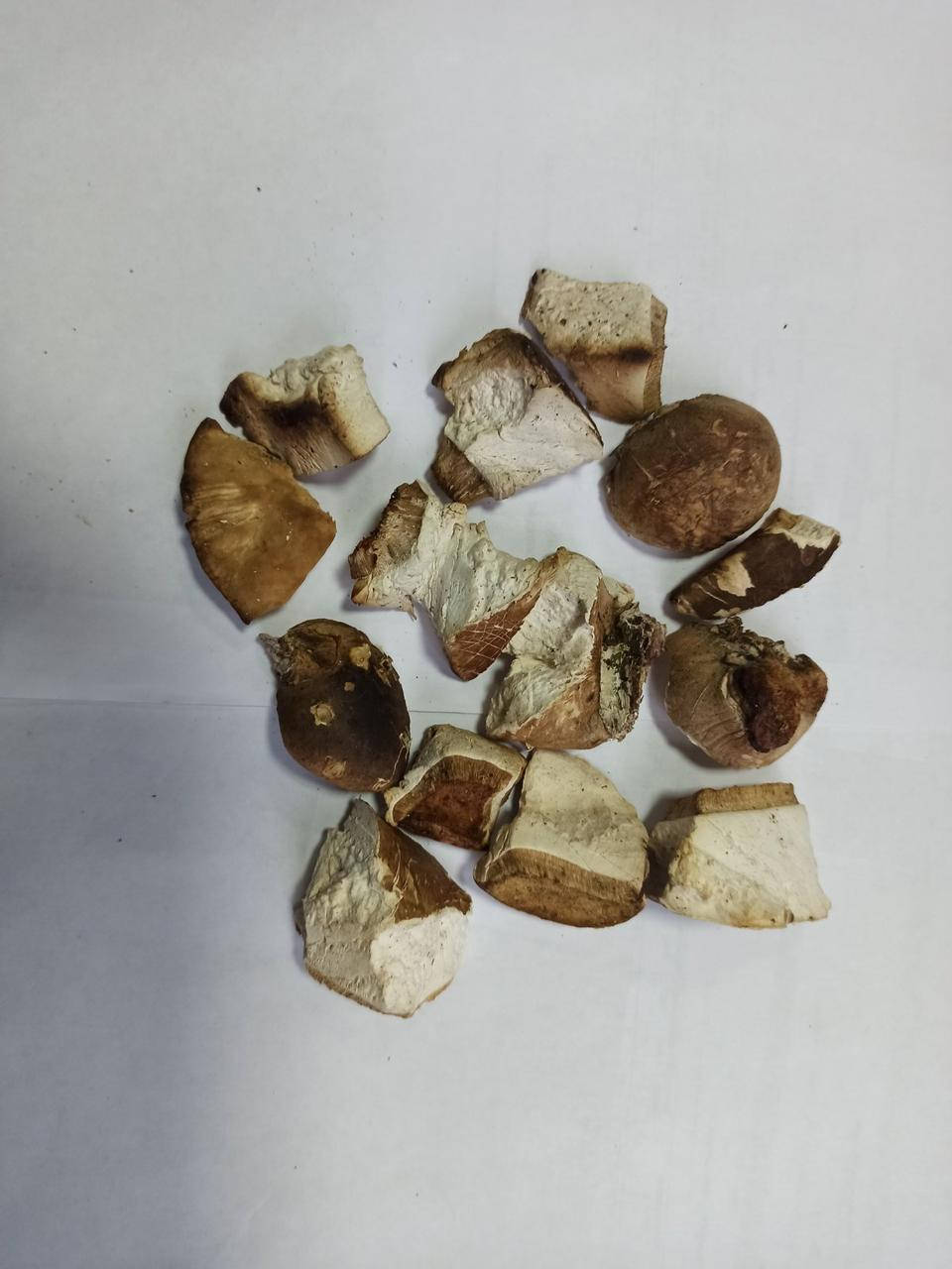 

Трутовик Березовый сухой (Piptoporus betulinus)