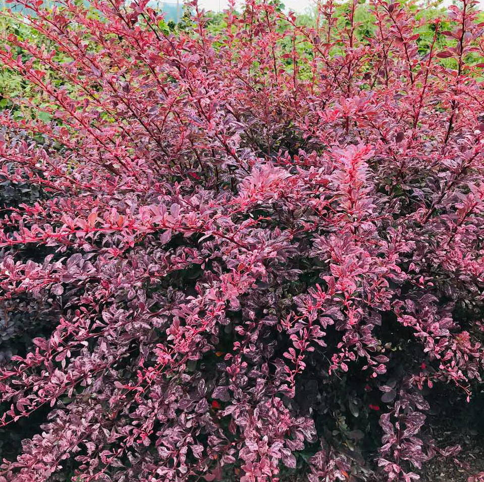 

Саженец барбариса THUNBERGII PINK QUEEN, 2 - летний, контейнер 3л