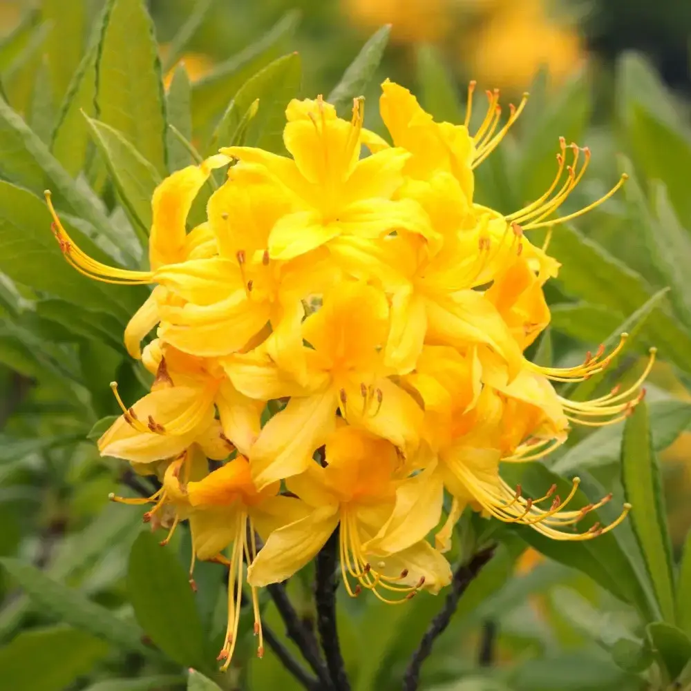 

Рододендрон "ЖЕЛТЫЙ" ('luteum') / Понтийская Азалия / Саженцы (ЗКС)