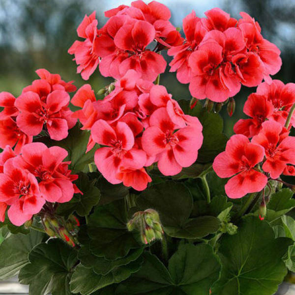 

Пеларгония Toscana Dolce Vita Coral Eye