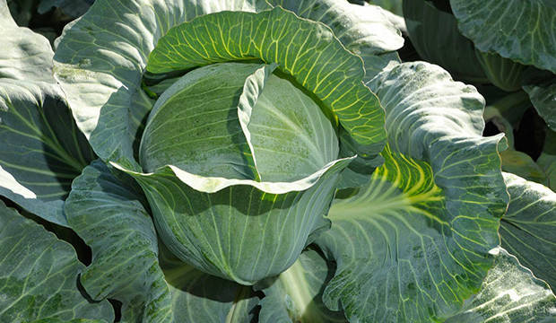 

Семена капусты Продикус (Продикос) F1 Syngenta 100