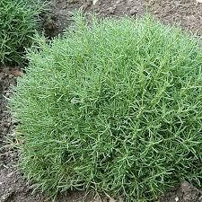 

Сантолина зеленая - саженцы в контейнере