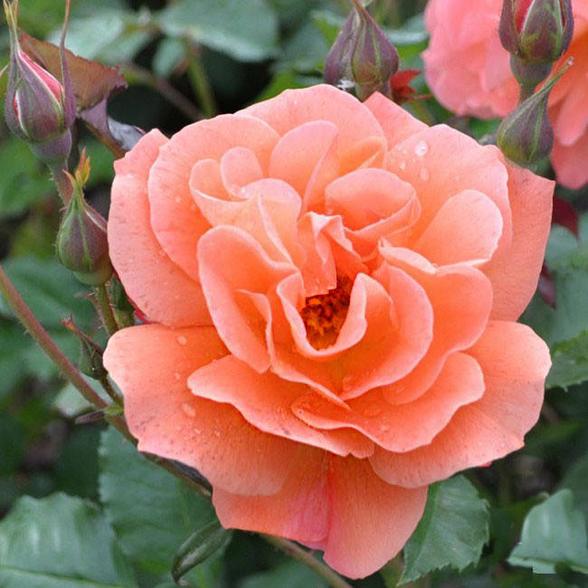 

Роза в горшке Westerland 3 л