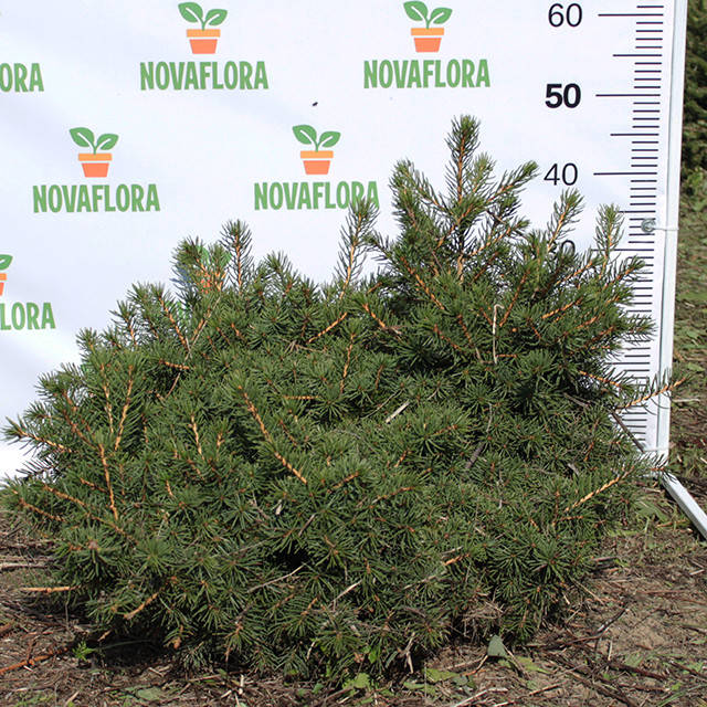 

Ель обыкновенная 'Пумила Глаука / Pumila Glauca' ком 40-60см