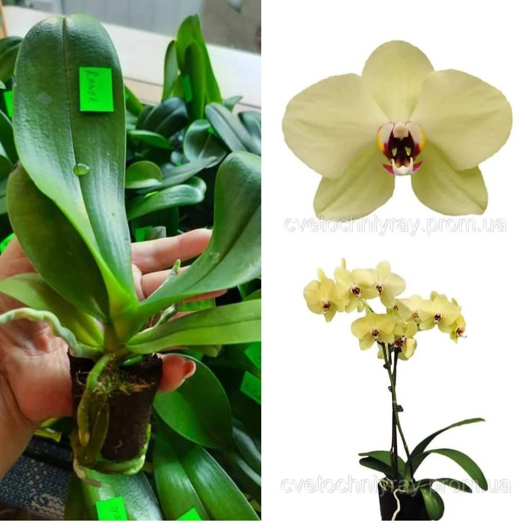 

Орхидея Phal. Ranok 5 Подросток 1,7 , Торф.