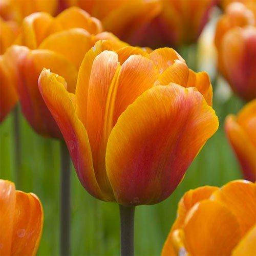 

Тюльпан Brown Sugar (луковицы) 3 шт