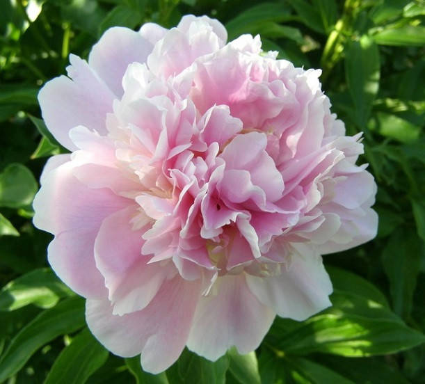 

Пион Catharina Fontyn корневище