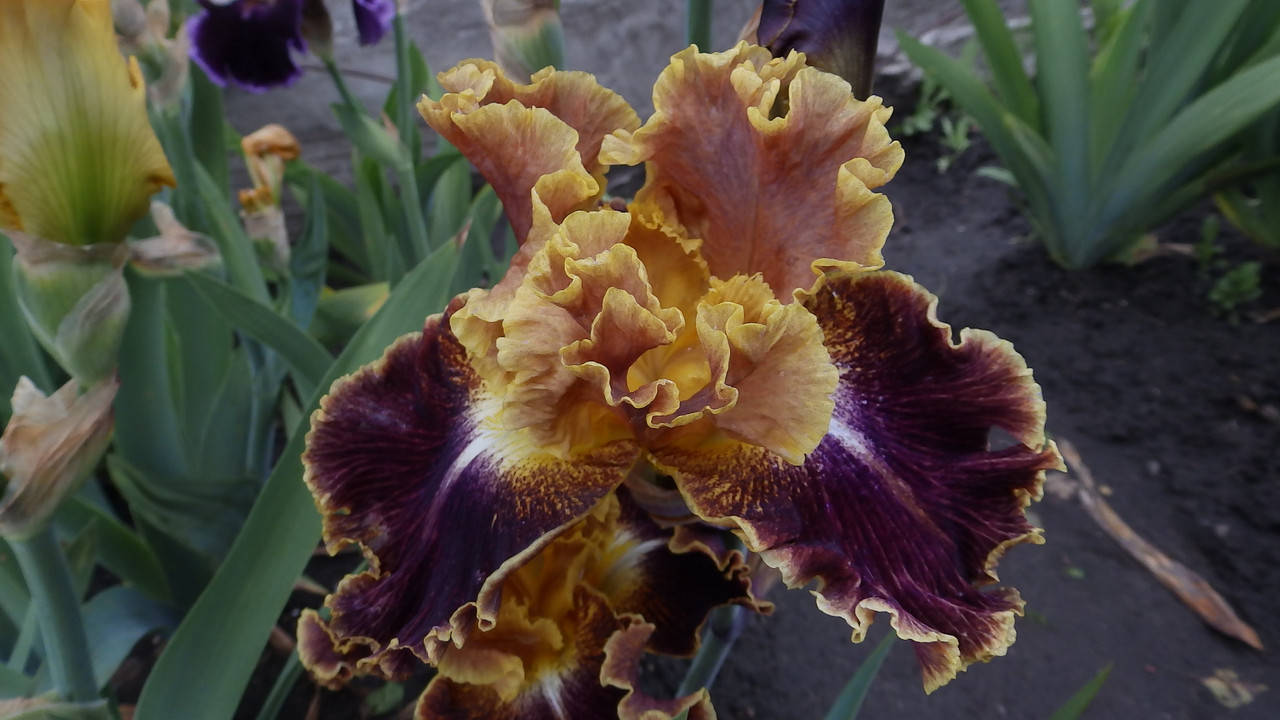 

Ирис Volcanic Glow Волканик Глоу (Keppel 2012)