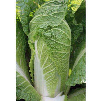 

Семена пекинской капусты Эндуро F1 (2500 сем.) Takii Seeds