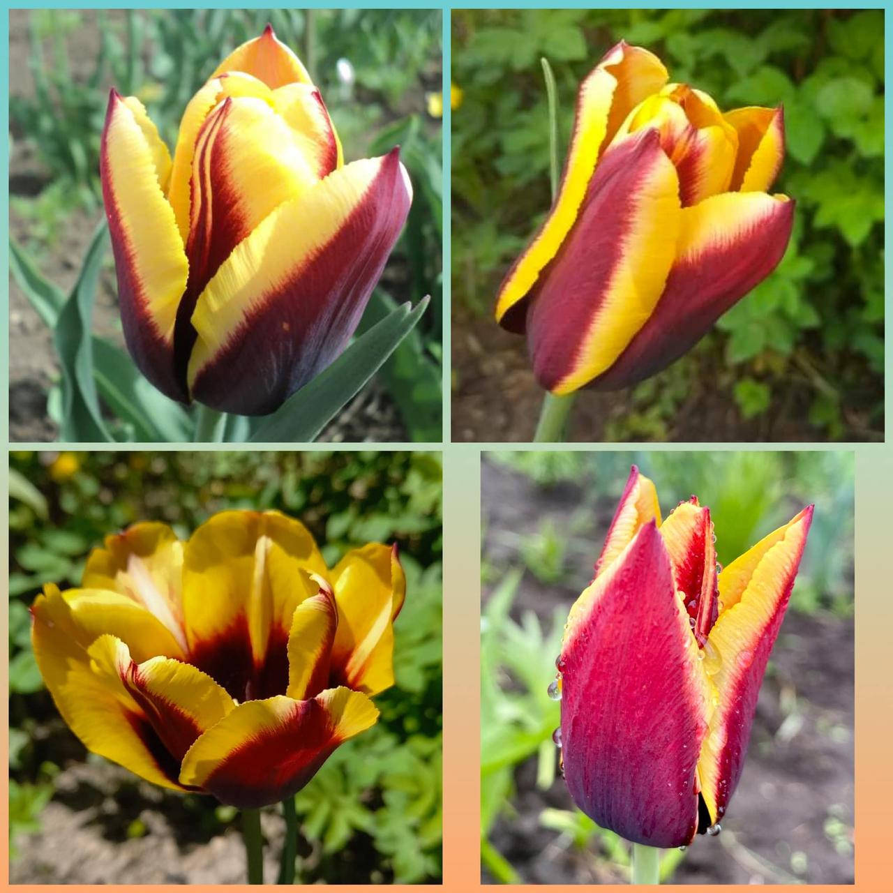 

Тюльпан Тріумф Gavota